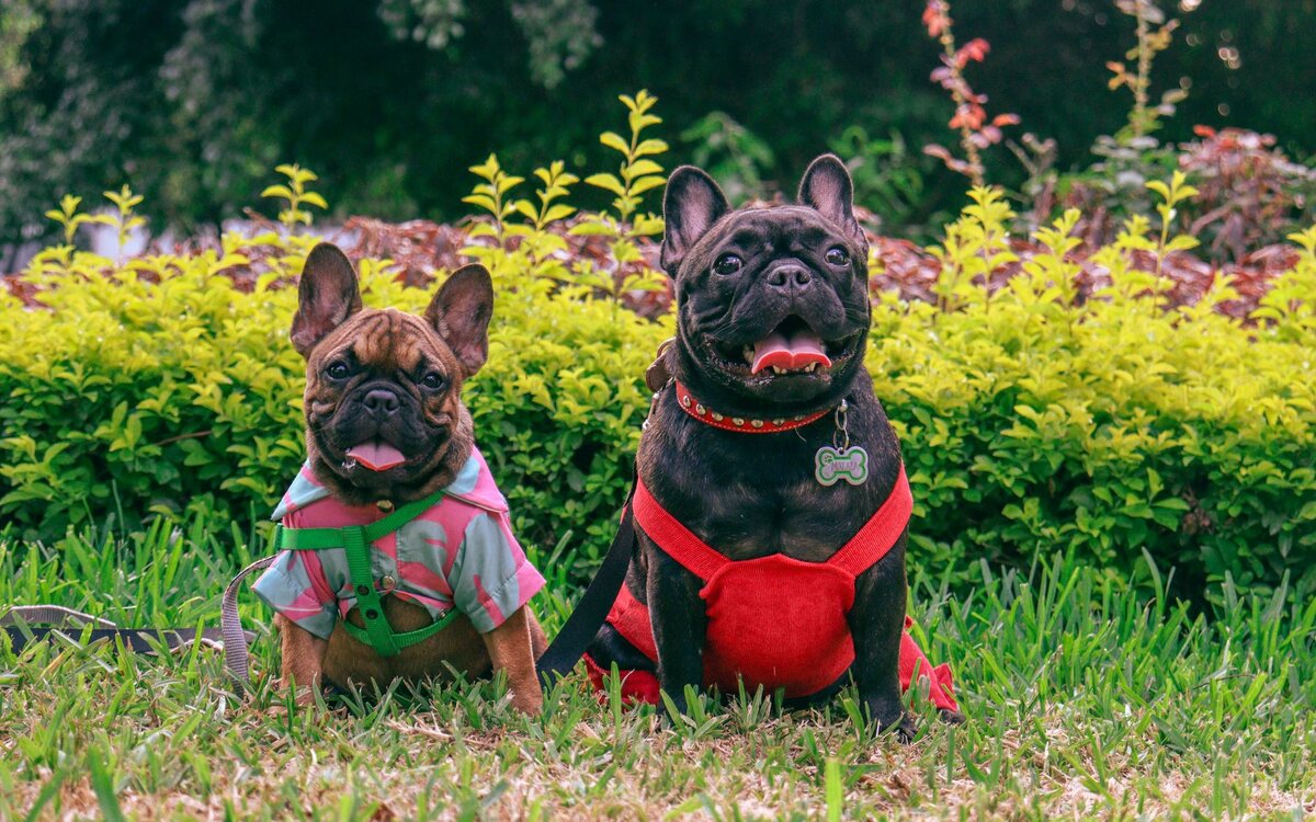 Acessórios para animais de estimação